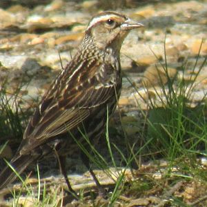 female red winged blackbird