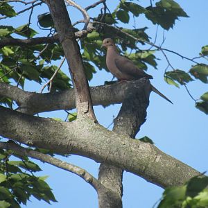 mourning dove