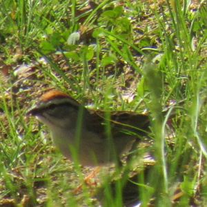 chipping sparrow