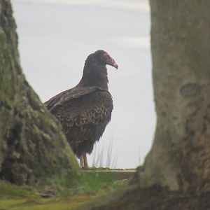 turkey vulture