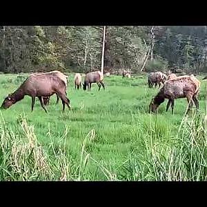 Roosevelt elk in Orick, CA (Video)