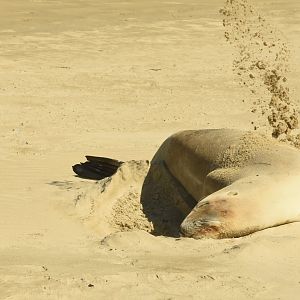 New Zealand sea lion