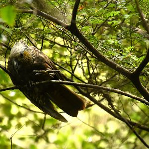 South Island kaka