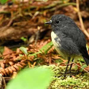 South Island robin