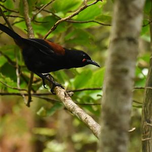 South Island saddleback