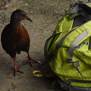 Stewart Island weka