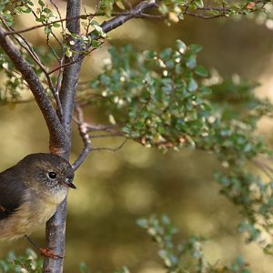 South Island tomtit