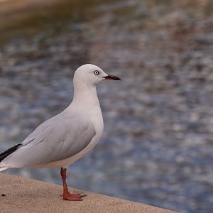 Black-billed gull