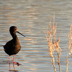 Black stilt