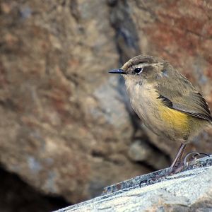 Rock wren