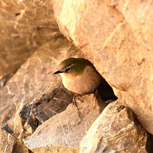 Rock wren