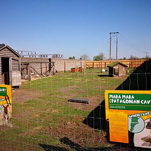 Wallaby and Mara exhibit