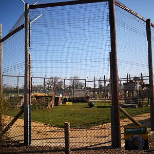 Lion exhibit