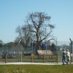 Pig tailed macaque exhibit