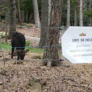 Heck's cattle- Lacuniacha