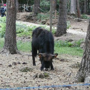 Heck's cattle- Lacuniacha