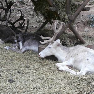 Domestic reindeer- Lacuniacha