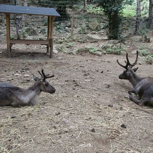 Domestic reindeer- Lacuniacha