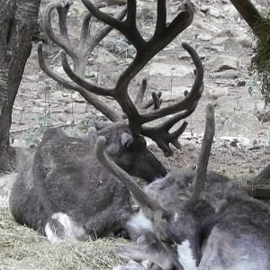 Domestic reindeer- Lacuniacha
