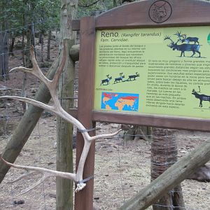 Domestic reindeer sing- Lacuniacha