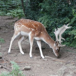 Common fallow deer- Lacuniacha