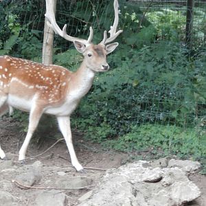 Common fallow deer- Lacuniacha