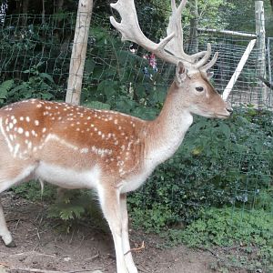 Common fallow deer- Lacuniacha
