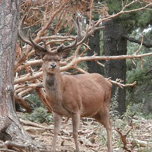 Spanish red deer- Lacuniacha