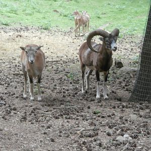 European mouflon- Lacuniacha