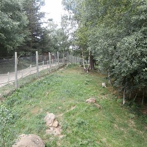 Northern lynx exhibit- Lacuniacha