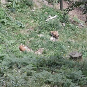 Northen lynx- Lacuniacha