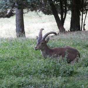 South-east Spanish ibex- Lacuniacha