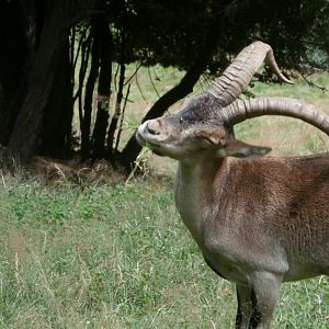 South-east Spanish ibex- Lacuniacha