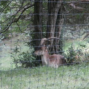 South-east Spanish ibex- Lacuniacha