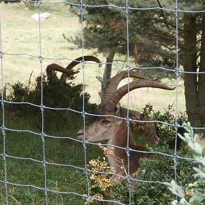 South-east Spanish ibex- Lacuniacha