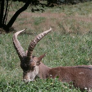South-east Spanish ibex- Lacuniacha
