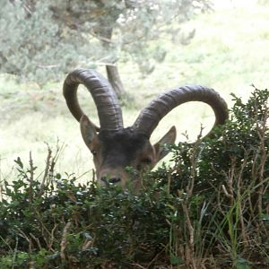 South-east Spanish ibex- Lacuniacha
