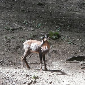 Pyrenean chamois- Lacuniacha