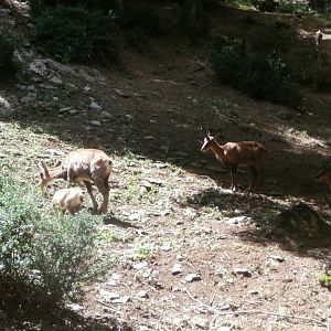 Pyrenean chamois- Lacuniacha
