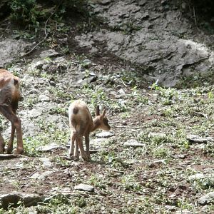 Pyrenean chamois- Lacuniacha