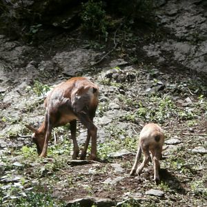 Pyrenean chamois- Lacuniacha