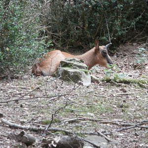 Pyrenean chamois- Lacuniacha