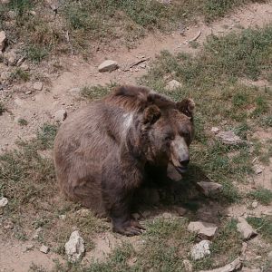 European brown bear- Lacuniacha