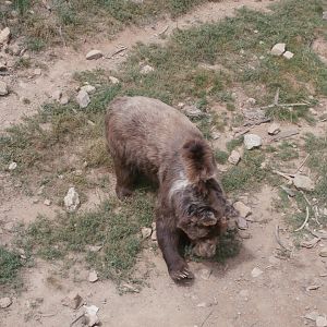 European brown bear- Lacuniacha
