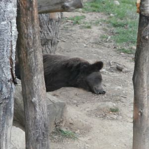 European brown bear- Lacuniacha