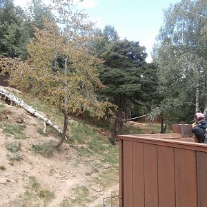 European brown bear exhibit- Lacuniacha