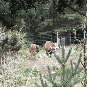 European bison- Lacuniacha