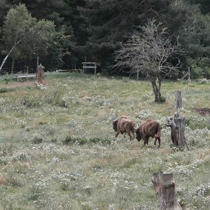 European bison- Lacuniacha