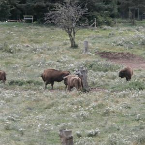 European bison- Lacuniacha