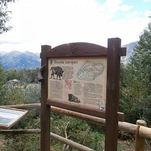 European bison sing- Lacuniacha
